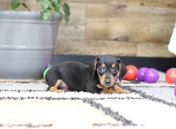 4752-a-Pepper-Dachshund-Puppy-The-Puppy-Lodge-scaled.jpg