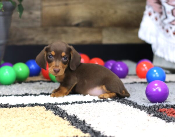 4754-a-Pincher-Dachshund-Puppy-The-Puppy-Lodge-2-scaled.jpg