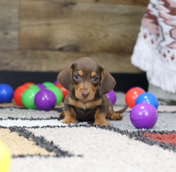 4754-a-Pincher-Dachshund-Puppy-The-Puppy-Lodge-3-scaled.jpg