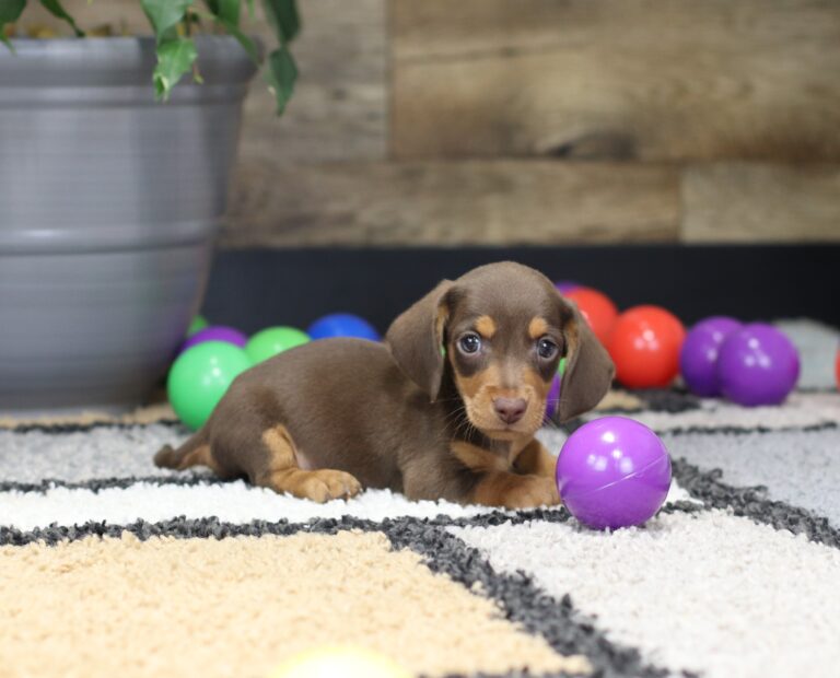 4754-a-Pincher-Dachshund-Puppy-The-Puppy-Lodge-scaled.jpg