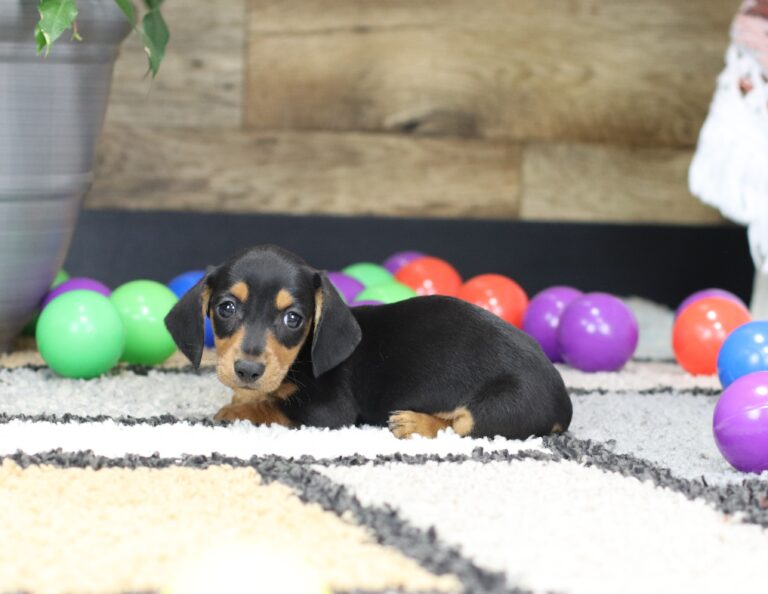 4756-a-Preston-Dachshund-puppy-The-Puppy-Lodge-2-scaled.jpg