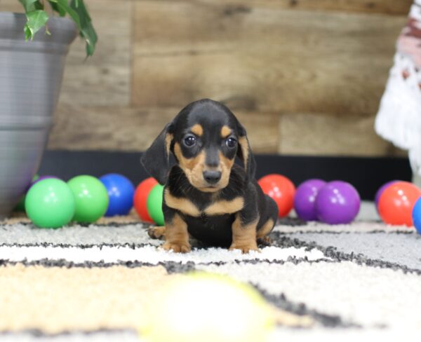 4756-a-Preston-Dachshund-puppy-The-Puppy-Lodge-3-scaled.jpg