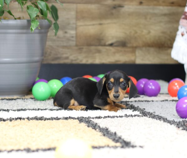 4756 a Preston-Dachshund puppy-The Puppy Lodge.JPG