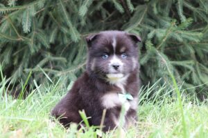 5921-Larry-Pomsky-puppy-The-Puppy-Lodge-scaled.jpg