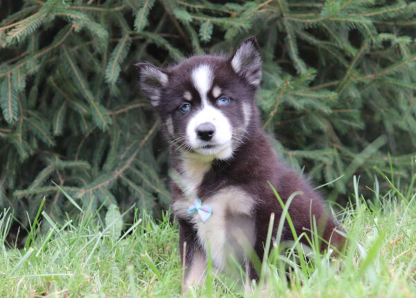 5922-Lewis-Pomsky-puppy-The-Puppy-Lodge-3-scaled.jpg