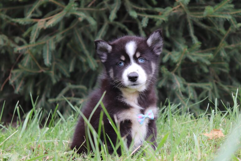 5922-Lewis-Pomsky-puppy-The-Puppy-Lodge-scaled.jpg