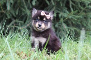 5923-Lilly-Pomsky-Puppy-The-Puppy-Lodge-3-scaled.jpg