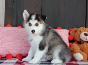 6006-b-Walter-Pomsky-Puppy-The-Puppy-Lodge-scaled.jpg