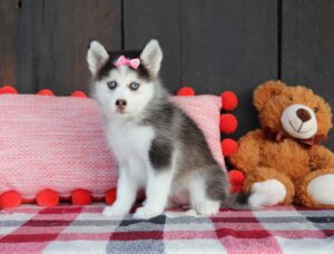 6009-b-Wanda-Pomsky-Puppy-The-Puppy-Lodge-scaled.jpg