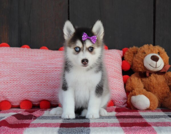 6010-b-Willow-Pomsky-Puppy-The-Puppy-Lodge-2-scaled.jpg