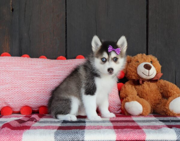 6010-b-Willow-Pomsky-Puppy-The-Puppy-Lodge-3-scaled.jpg