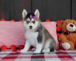 6010-b-Willow-Pomsky-Puppy-The-Puppy-Lodge-scaled.jpg