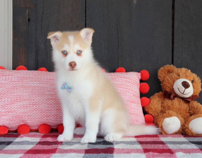 6011-a-Garrett-Pomsky-Puppy-The-Puppy-Lodge-scaled.jpg