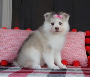 6013 b-Gracelyn-Pomsky Puppy-The Puppy Lodge (3).JPG