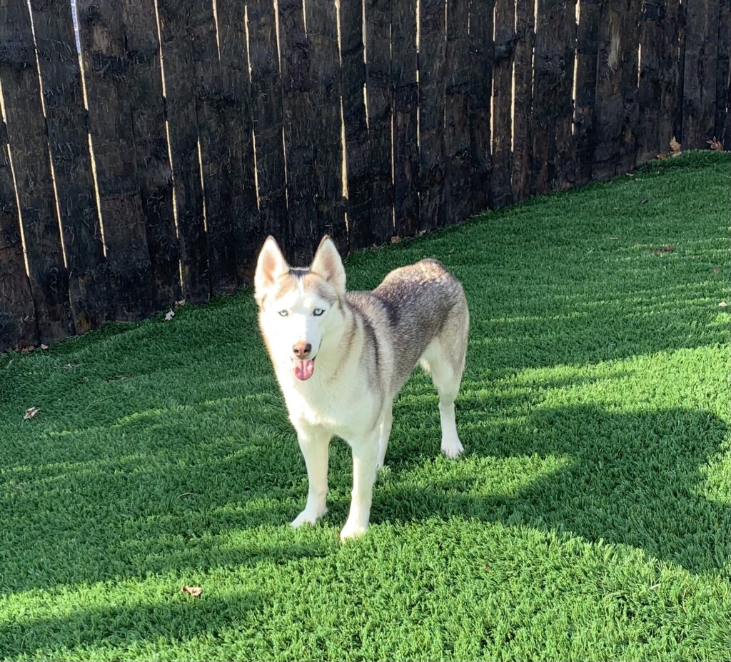 Gray Girl - Husky female