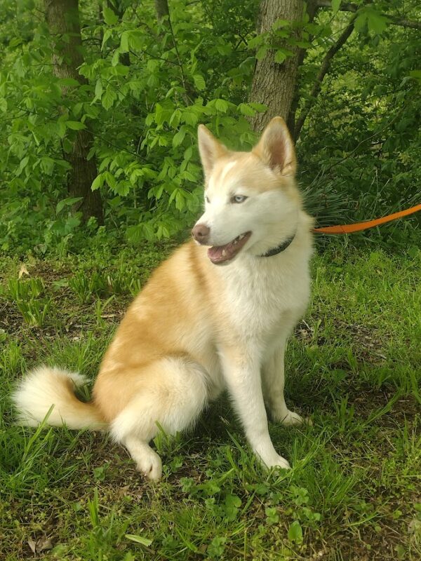 Garrett bbb pomsky