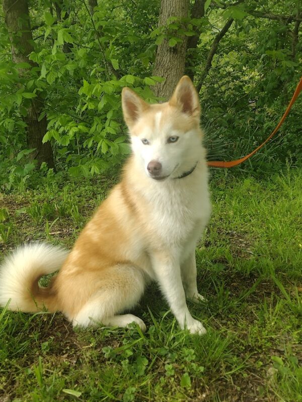 Garrett bbbbb pomsky