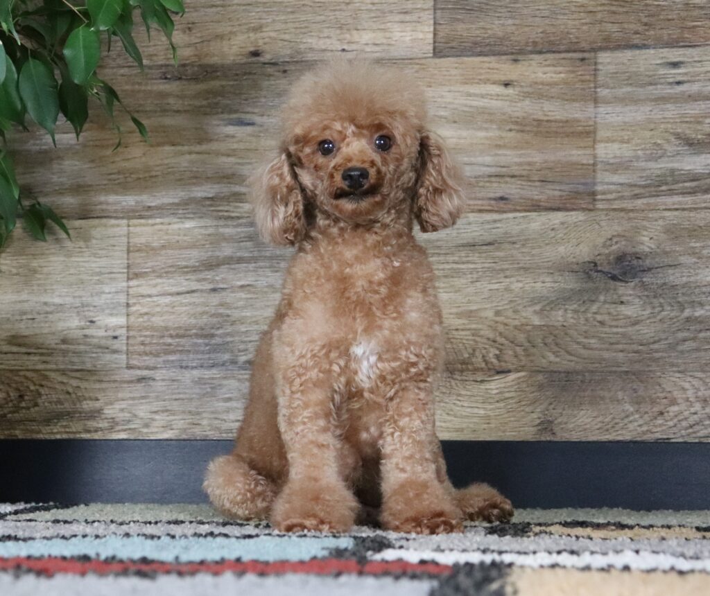 Mini Poodle-Little Red Lilly