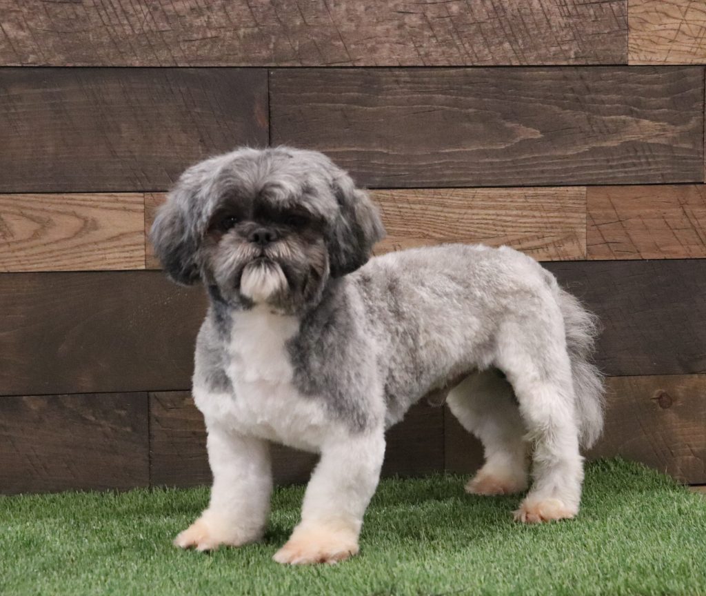 Small fluffy gray and white dog standing on green artificial turf with a wooden fence in the background.