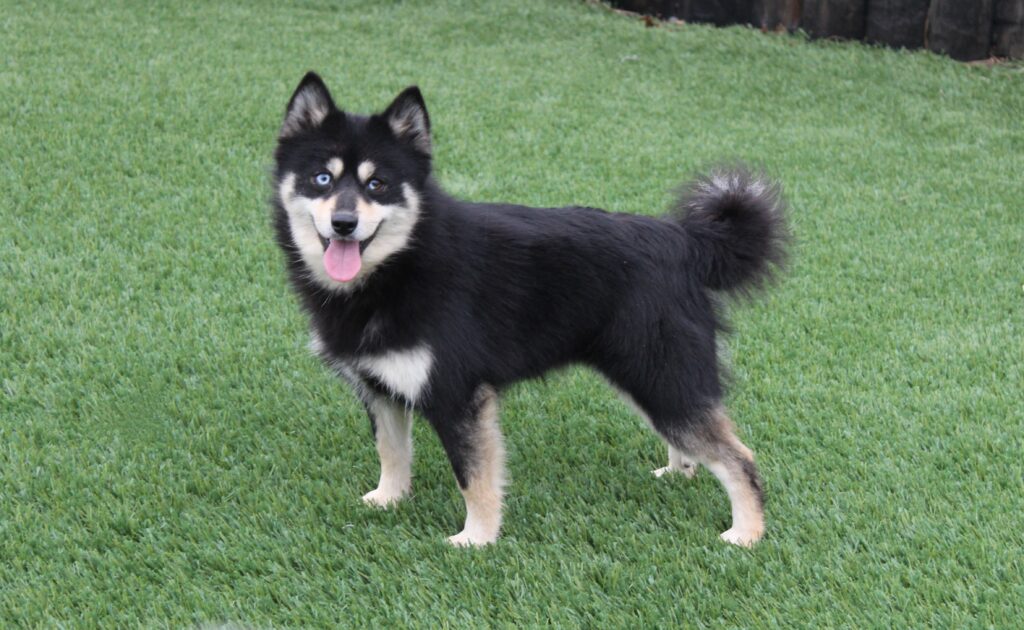 Lealah pomsky