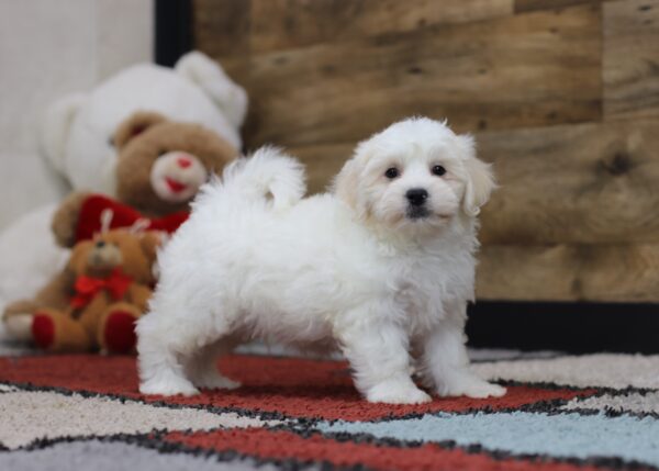 4488c-Shane-Teddy-Bear-Puppy-The-Puppy-Lodge-3-scaled.jpg