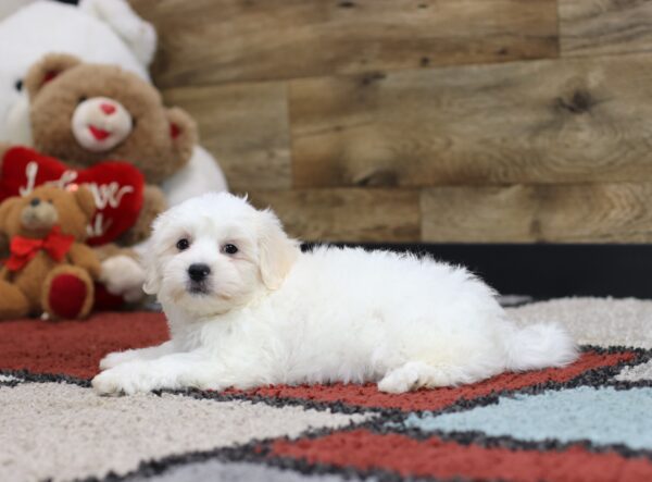 4488c Shane-Teddy Bear Puppy-The Puppy Lodge (4).JPG