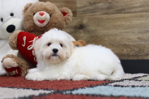 4492dShag-Teddy-Bear-Puppy-The-Puppy-Lodge-scaled.jpg