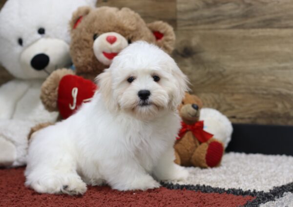 4492ddShag-Teddy-Bear-Puppy-The-Puppy-Lodge-scaled.jpg