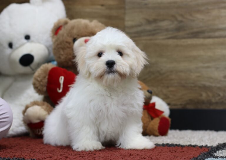 4492dddShag-Teddy-Bear-Puppy-The-Puppy-Lodge-scaled.jpg