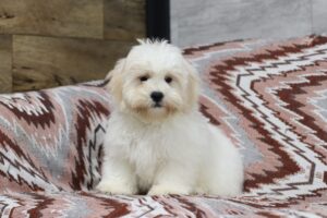 4492ee-Shag-Teddy-Bear-Puppy-The-Puppy-Lodge-scaled.jpg