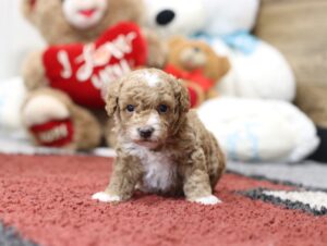 4569aaa-Brock-MiniPoodle-The-Puppy-Lodge-scaled.jpg