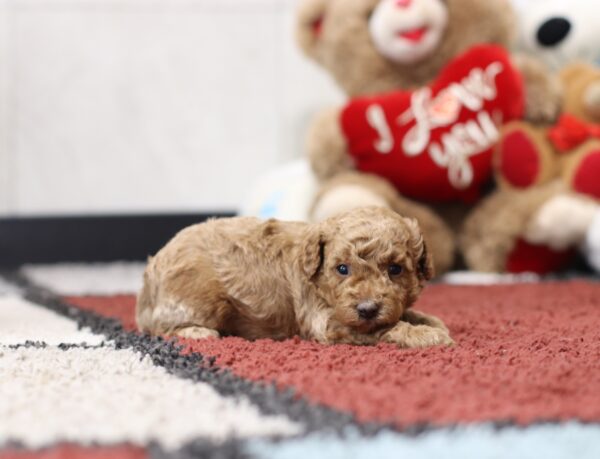 4572a-Brody-Mini-Poodle-The-Puppy-Lodge-scaled.jpg