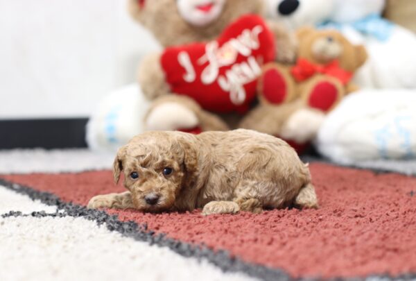 4572aa-Brody-Mini-Poodle-The-Puppy-Lodge-scaled.jpg