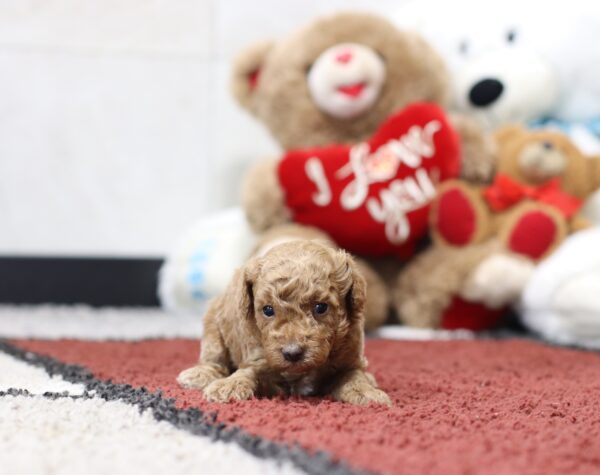 4572aaa Brody-Mini Poodle-The Puppy Lodge.JPG