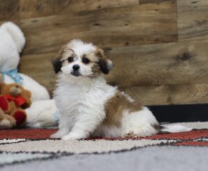 4573bbb-joshua-Teddy Bear Puppy-The Puppy Lodge.JPG