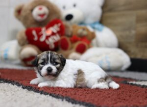 4582a-Sheila-Teddy-Bear-Puppy-The-Puppy-Lodge-scaled.jpg