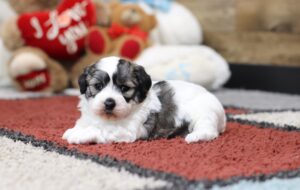 4584aaa-Shanon-Teddy-Bear-Puppy-The-Puppy-Lodge-scaled.jpg