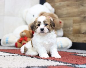 4594q-Jerry-Teddy-Bear-Puppy-The-Puppy-Lodge-2-scaled.jpg