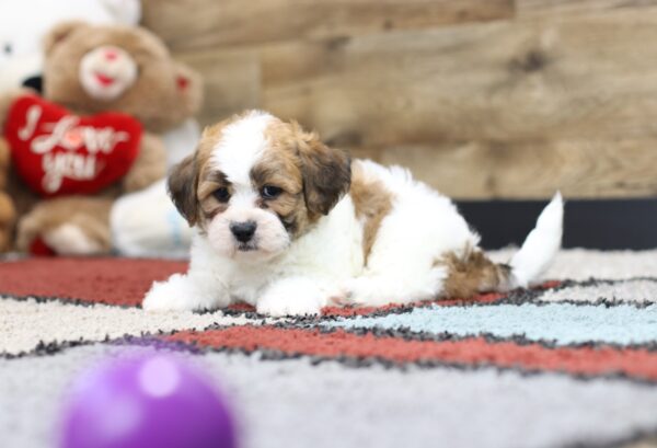 4594q-Jerry-Teddy-Bear-Puppy-The-Puppy-Lodge-3-scaled.jpg