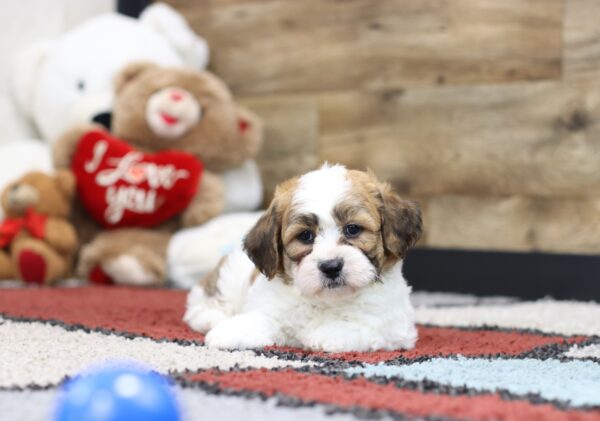 4594q-Jerry-Teddy-Bear-Puppy-The-Puppy-Lodge-scaled.jpg