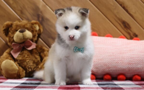 5721b-Abel-pomsky-puppy-The-Puppy-Lodge-scaled.jpg