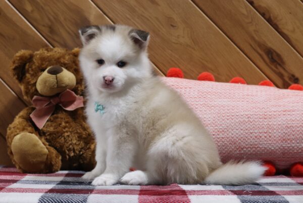 5721bb-Abel-pomsky-puppy-The-Puppy-Lodge-scaled.jpg