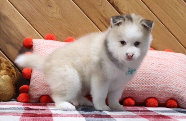 5721bbb Abel-pomsky puppy-The Puppy Lodge.JPG