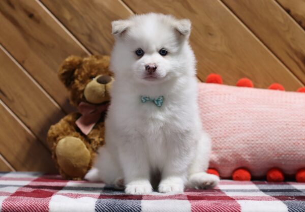 5722c-Aiden-pomsky-puppy-The-Puppy-Lodge-scaled.jpg