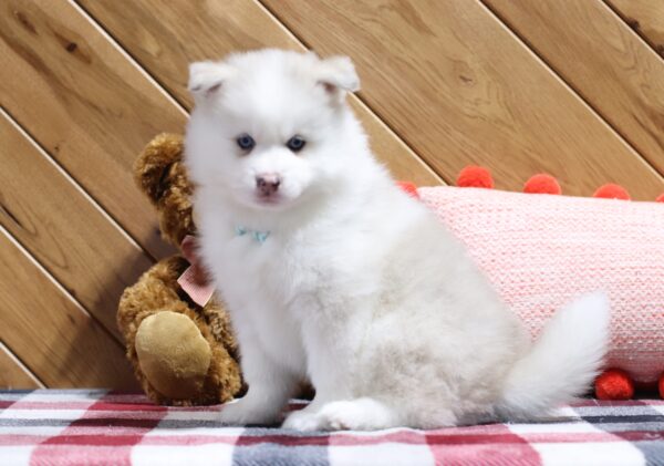 5722cc-Aiden-pomsky-puppy-The-Puppy-Lodge-scaled.jpg