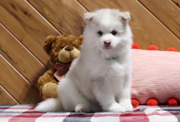 5722ccc Aiden-pomsky puppy-The Puppy Lodge.JPG