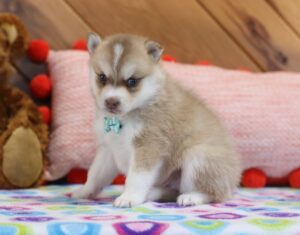 5739aa-Samson-Pomsky-Puppy-The-Puppy-Lodge-scaled.jpg