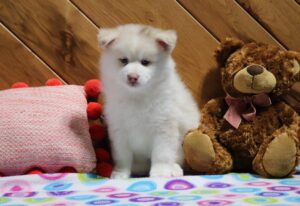 5755bbb Dannie-pomsky puppy-The Puppy Lodge.JPG