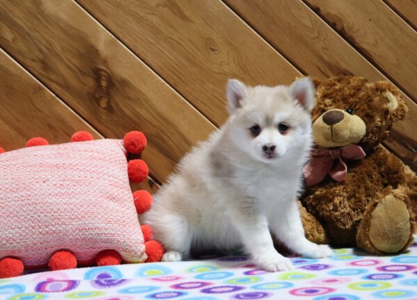 5760c-Dollie-Pomsky-Puppy-The-Puppy-Lodge-scaled.jpg