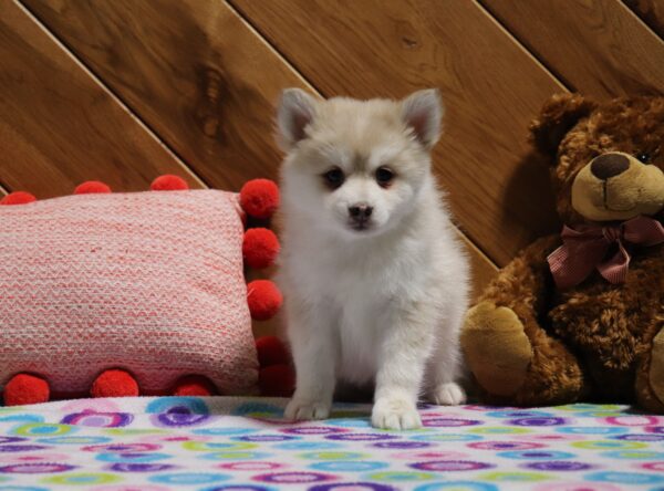 5760cc-Dollie-Pomsky-Puppy-The-Puppy-Lodge-scaled.jpg